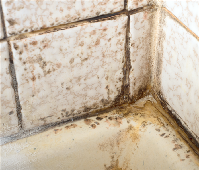 tile in shower with mold growing in the grout and on tub